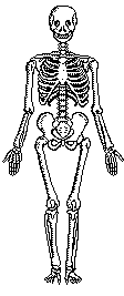 [Image of Skeleton]